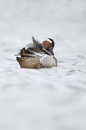 Garganey