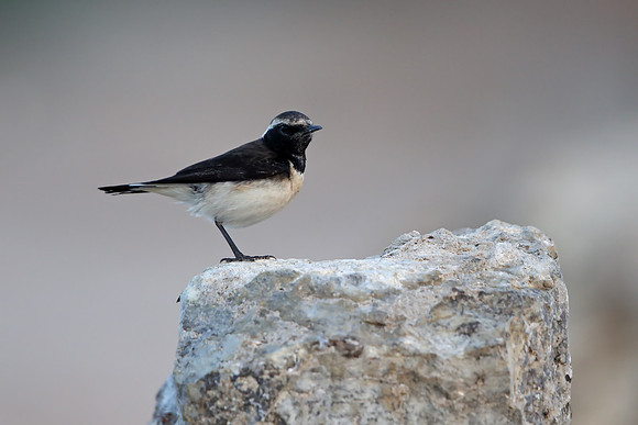 Cyprus Wheatear