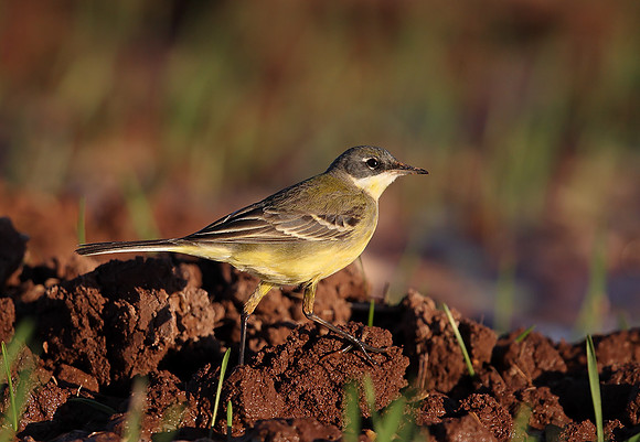 Yellow Wagtail