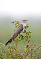 Cuckoo