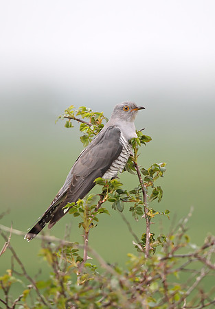 Cuckoo