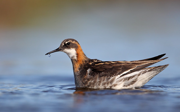Red-necked Phalarope