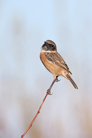 Stonechat