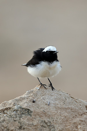 Cyprus Wheatear