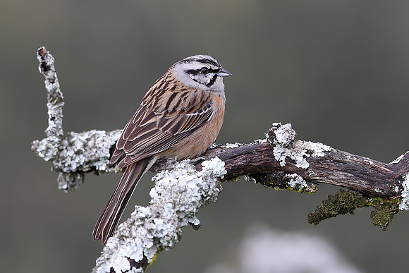 Rock Bunting