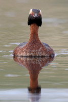 Slavonian Grebe