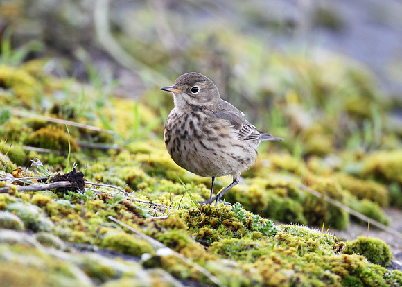 Buff-bellied Pipit