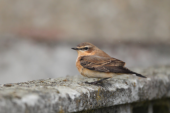 Northern Wheatear