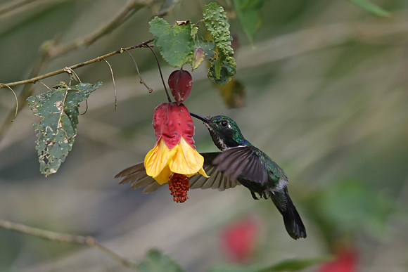 White-throated Daggerbill
