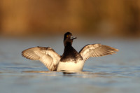Lesser Scaup
