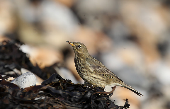 Rock Pipit