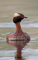 Slavonian Grebe