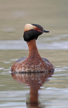 Slavonian Grebe