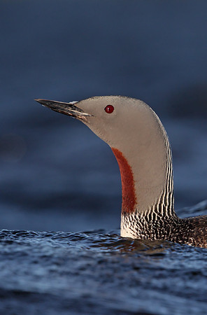 Red-throated Diver