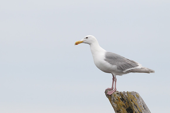 Glaucous-winged Gull