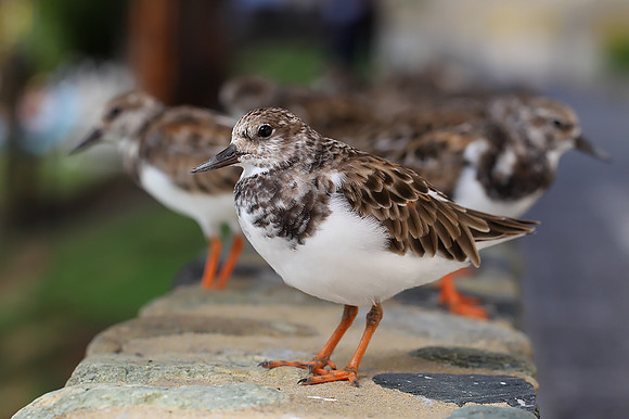 Turnstone