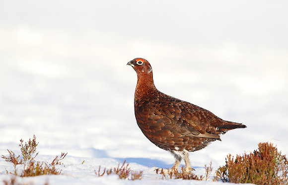 Red Grouse