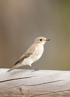 Spotted Flycatcher