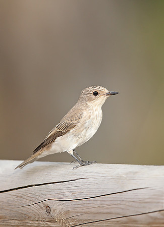 Spotted Flycatcher