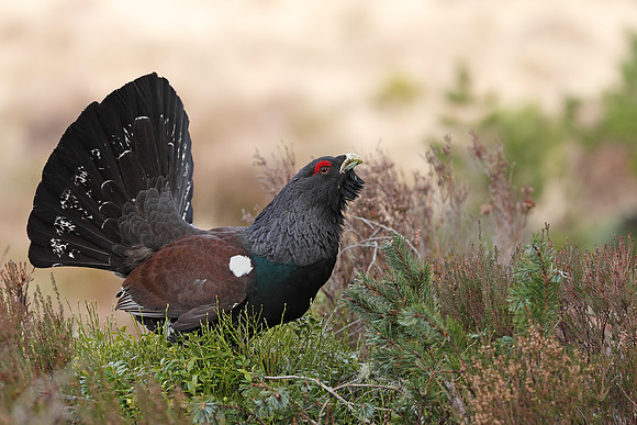Capercaillie