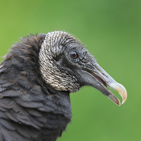 Black Vulture
