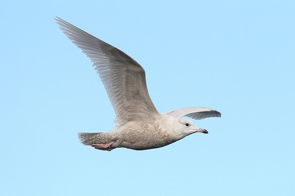 Iceland Gull