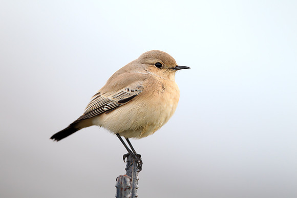 Desert Wheatear