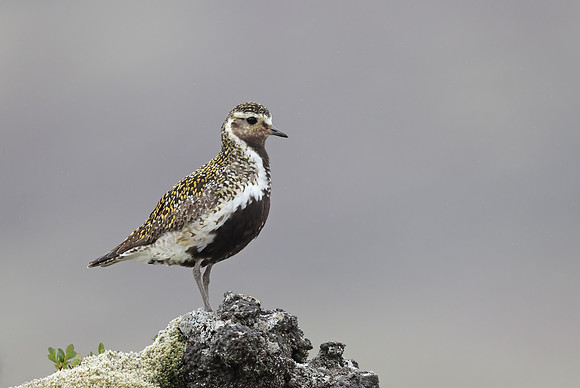 Golden Plover