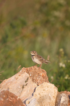 Calandra Lark
