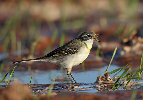 Yellow Wagtail