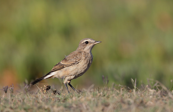 Capped Wheatear