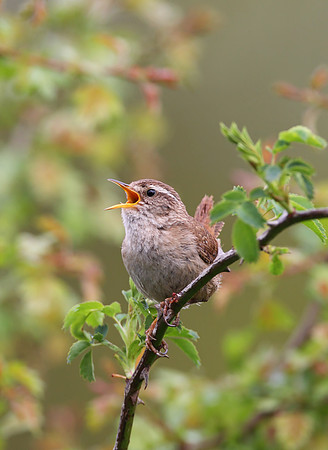 Wren