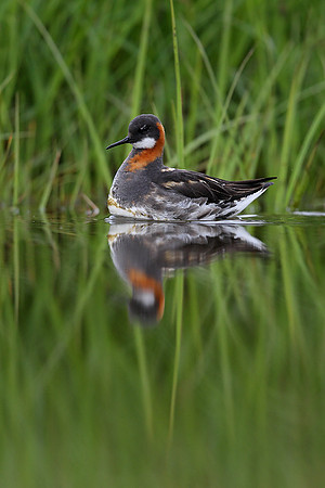 Red-necked Phalarope