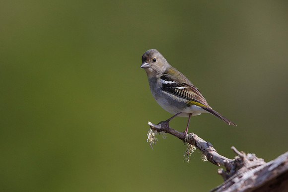Madeiran Chaffinch