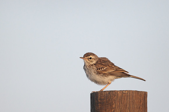 ​Berthelot's Pipit