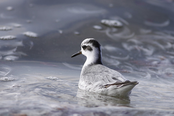 Grey Phalarope