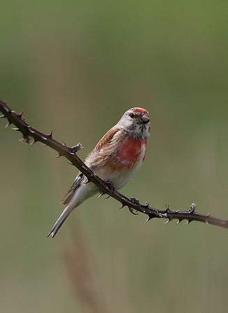 Linnet
