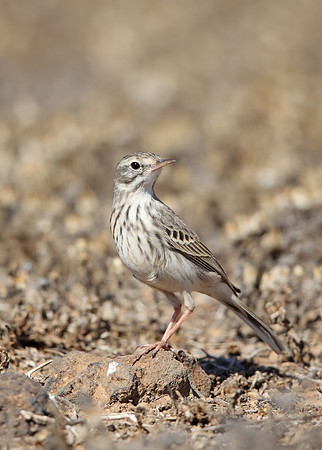 Berthelot's Pipit