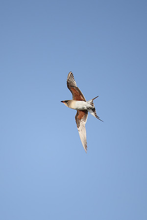 Collared Pratincole
