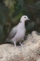 Pigeons and Doves