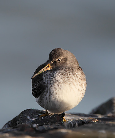 Purple Sandpiper