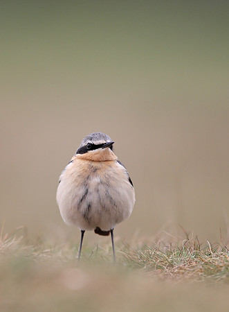 Northern Wheatear