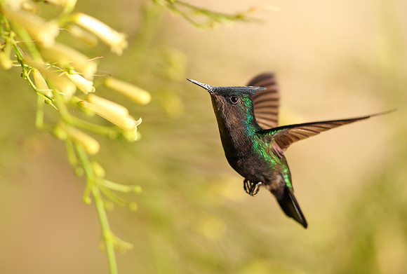 Antillean Crested Hummingbird