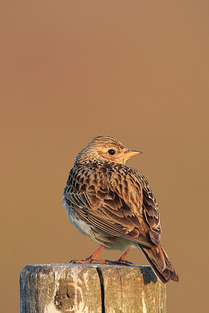 Skylark