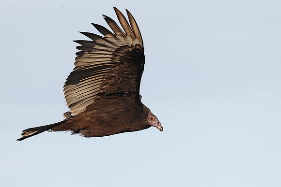 Turkey Vulture