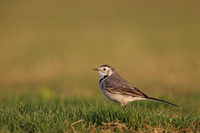 White Wagtail