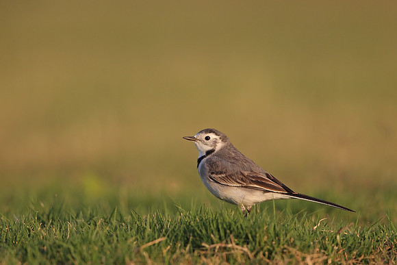 White Wagtail