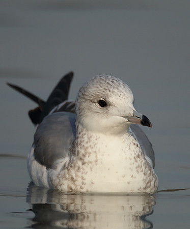 Common Gull