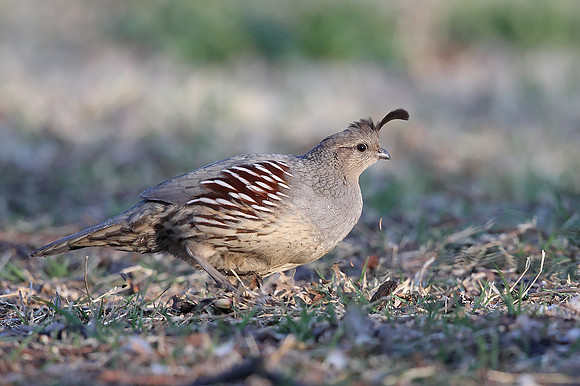 Gambel's Quail