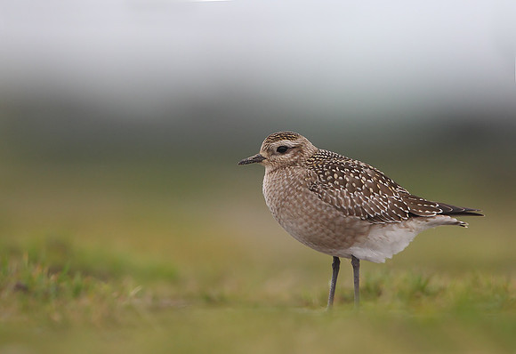 American Golden Plover